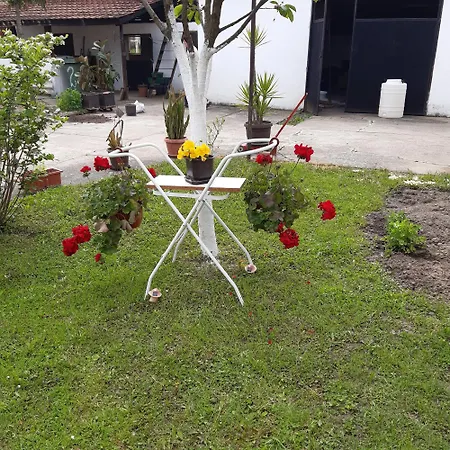 Grape Vine Surcin