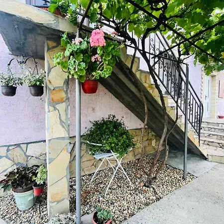 Grape Vine Surcin